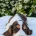Cocker Spaniel (Show)