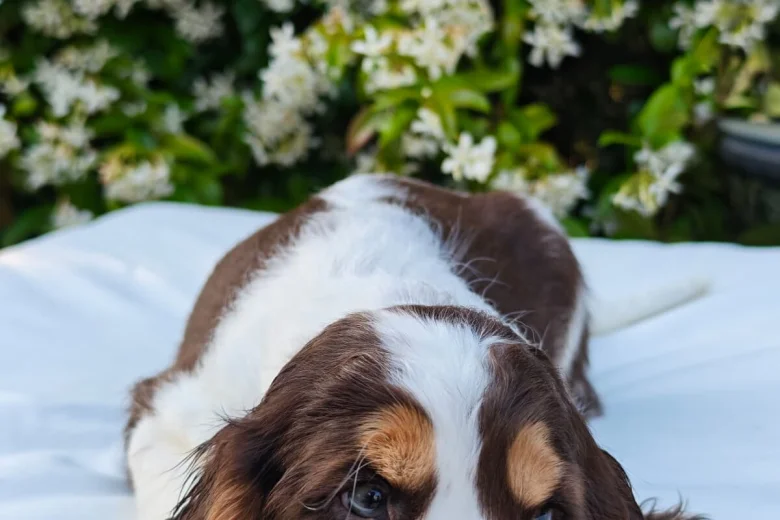 Cocker Spaniel (Show)