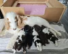 Cocker Spaniel (Show)