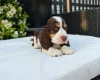 Cocker Spaniel (Show)
