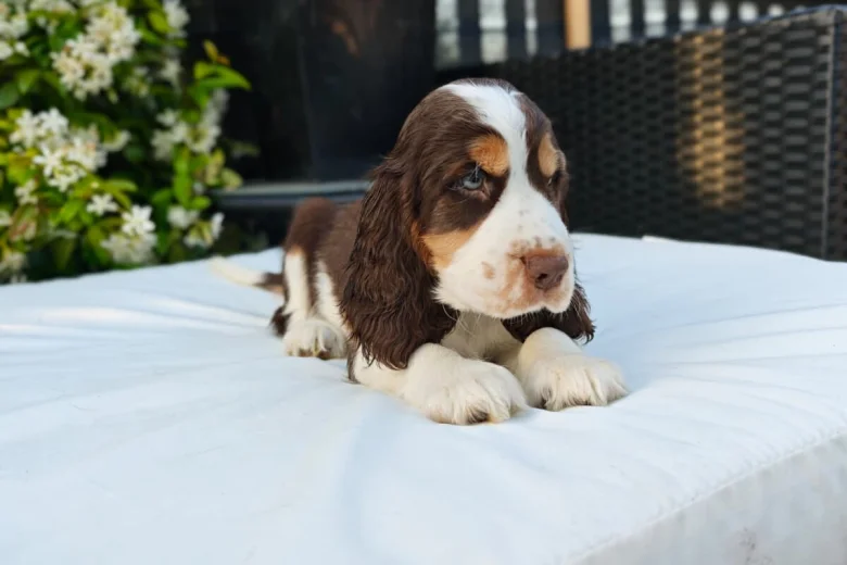 Cocker Spaniel (Show)