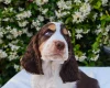Cocker Spaniel (Show)