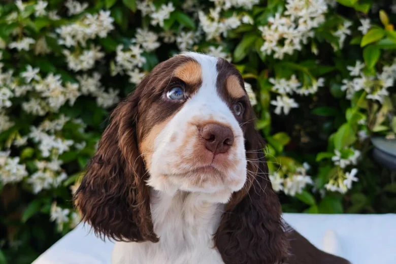 Cocker Spaniel (Show)