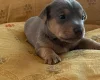 Jack Russell