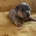 Jack Russell