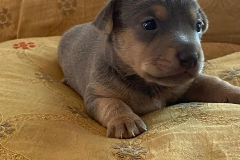 Jack Russell
