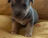 Jack Russell