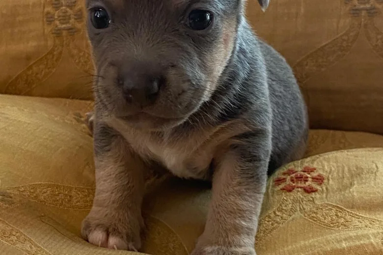 Jack Russell