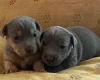 Jack Russell