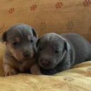 Jack Russell