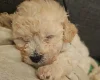 Cavachon