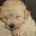 Cavachon