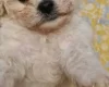 Cavachon