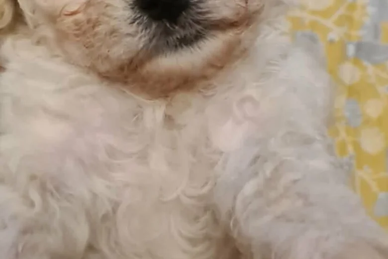 Cavachon