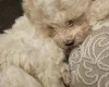 Cavachon