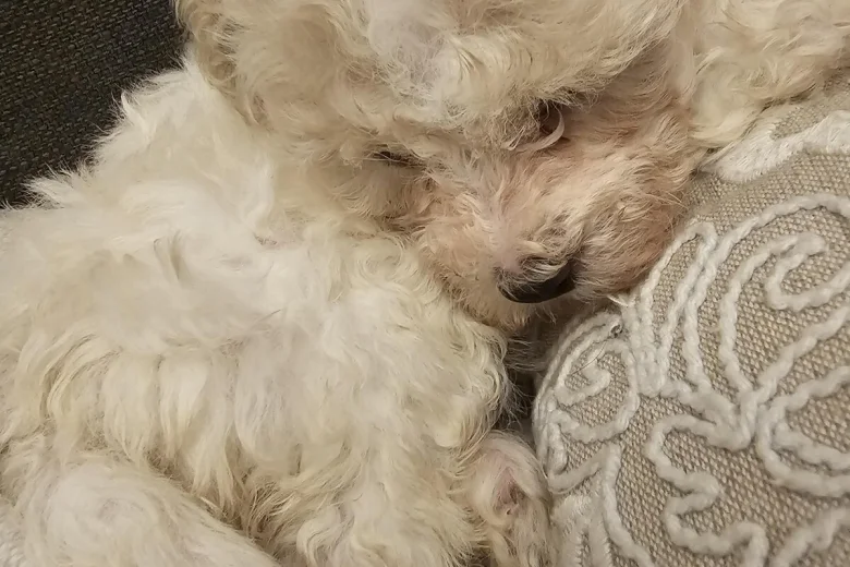 Cavachon