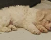 Cavachon