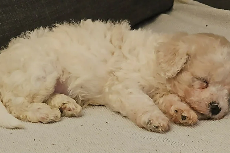 Cavachon