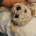 Cavachon