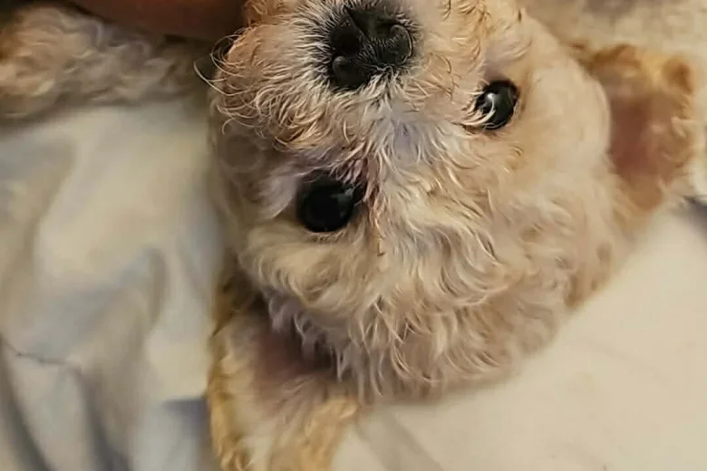 Cavachon