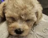Cavachon