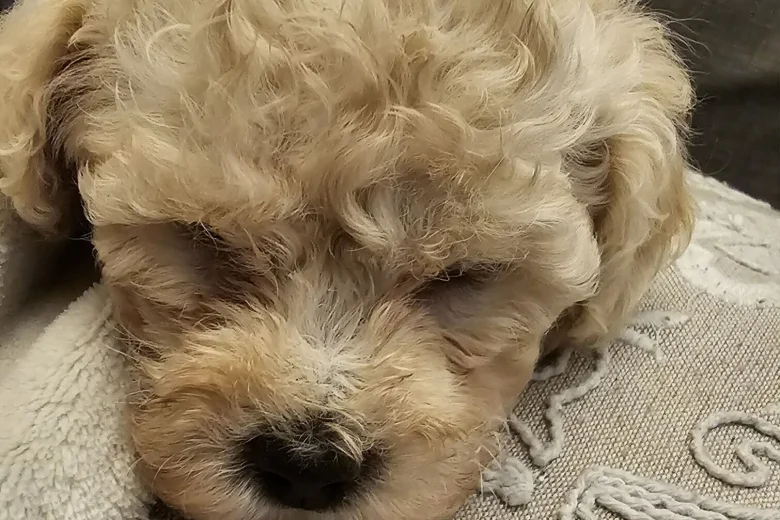 Cavachon