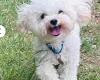 Cavachon