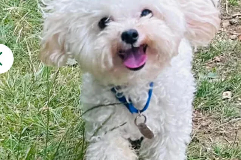 Cavachon