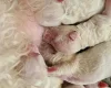 Cavachon