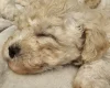 Cavachon