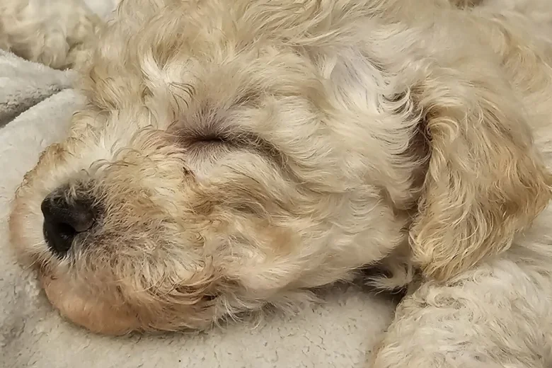 Cavachon