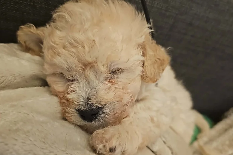 Cavachon