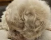 Cavachon
