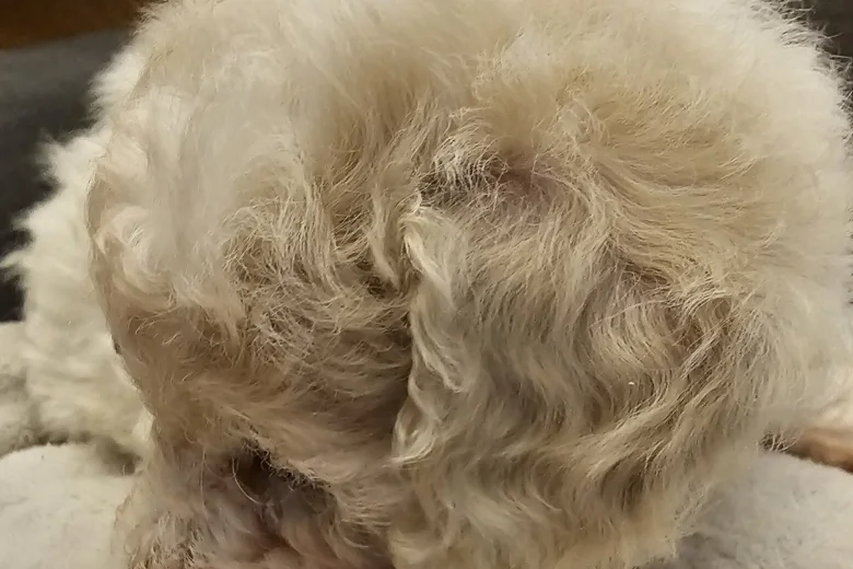 Cavachon