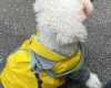 Cavachon