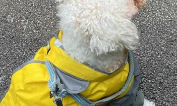 Cavachon