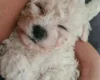 Cavachon