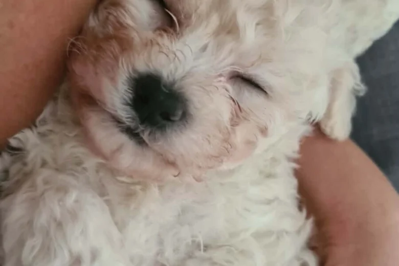 Cavachon
