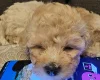 Cavachon