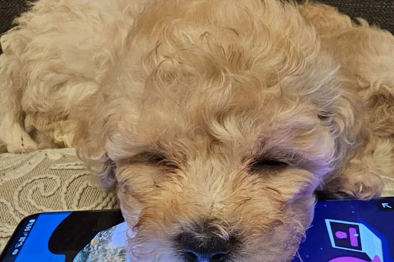 Cavachon
