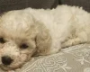 Cavachon