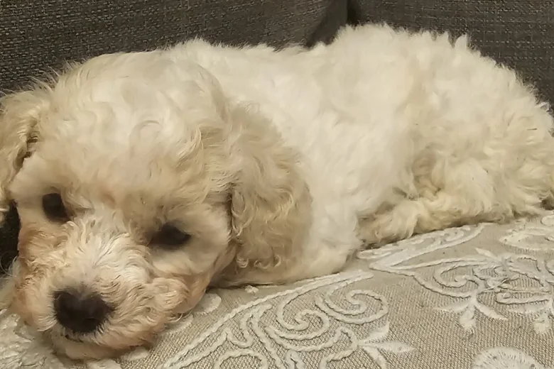 Cavachon