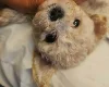 Cavachon