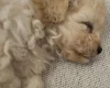 Cavachon