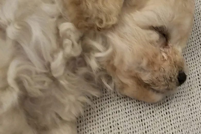 Cavachon