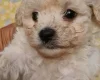 Cavachon