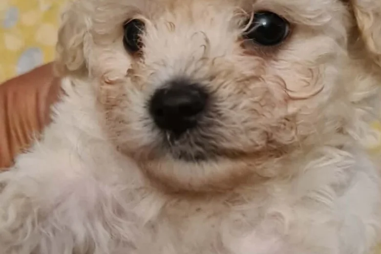 Cavachon