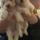 Cavachon
