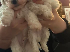 Cavachon