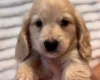 Dachshund (Miniature Long Haired)
